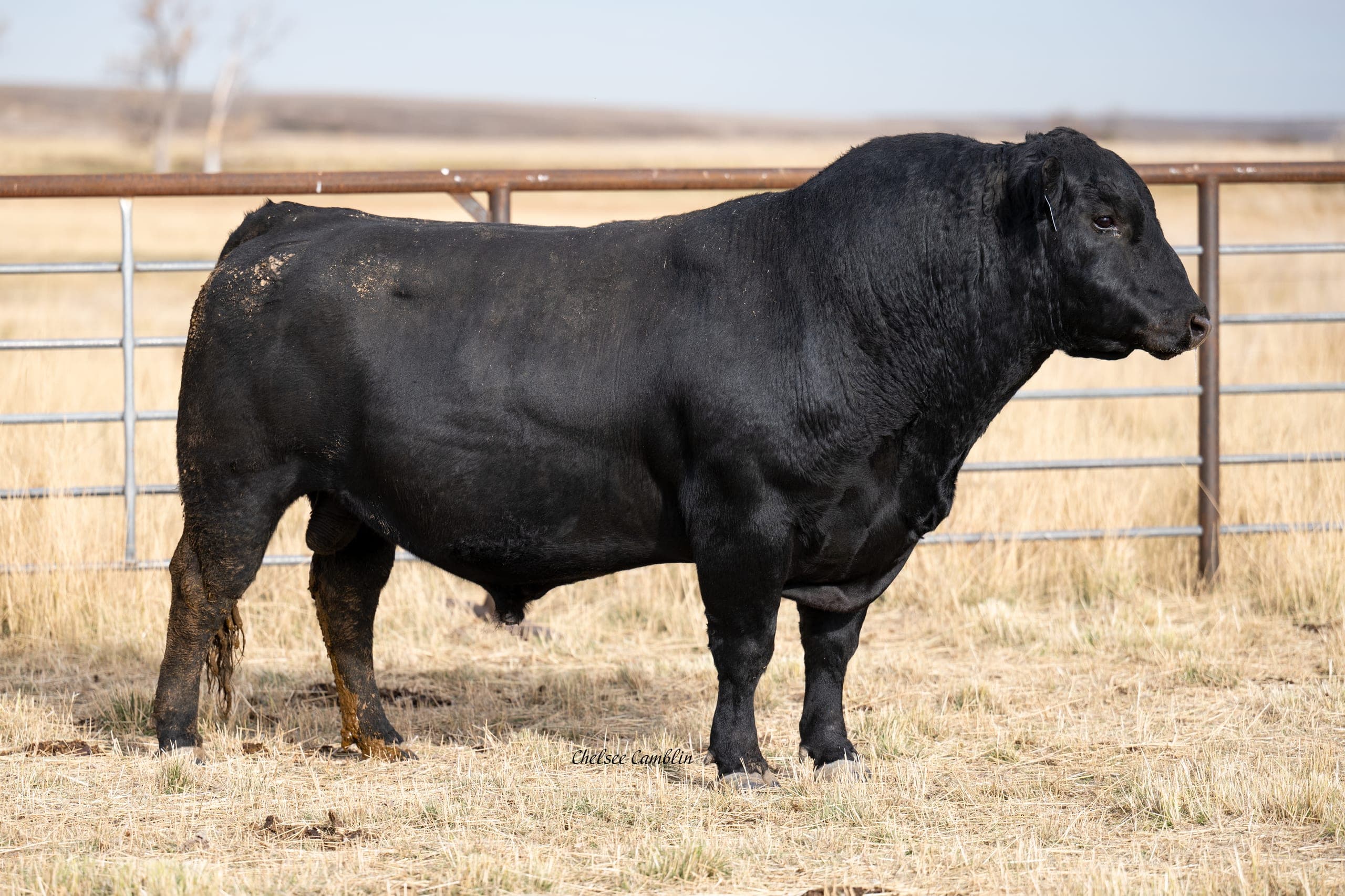 KBX Herrick 4571, a Bar X herd sire, standing in the pens