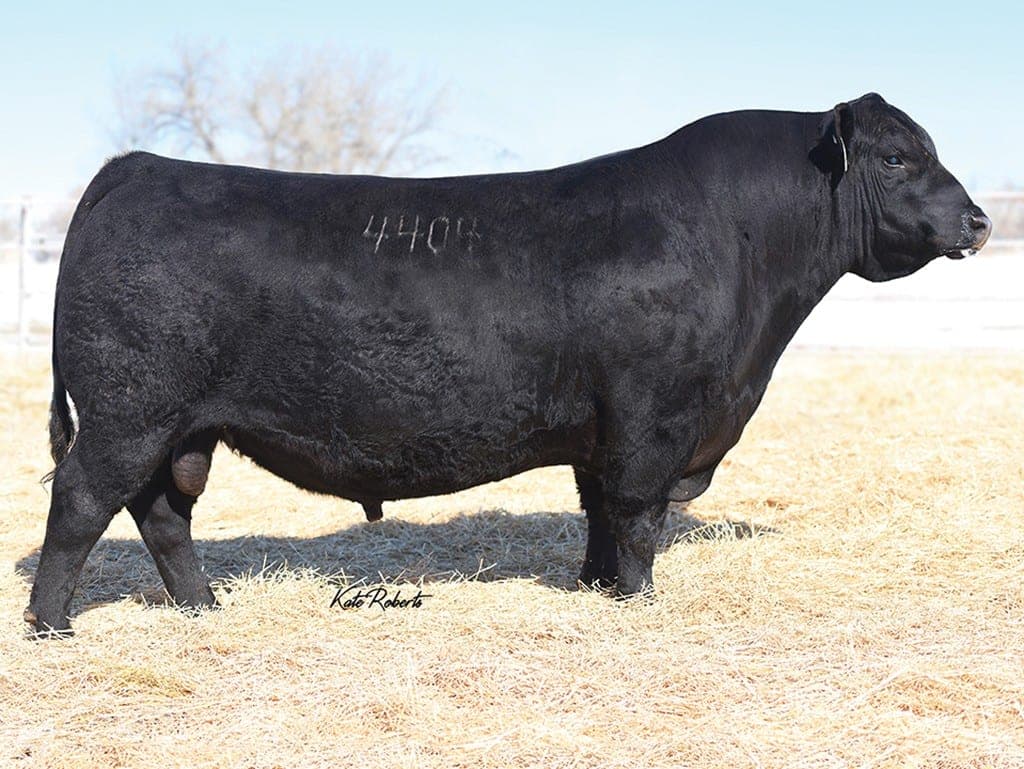 Basin Rainmaker 4404, a Bar X herd sire