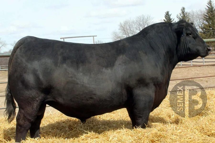 Ellingson Profound 8155, a Bar X herd sire