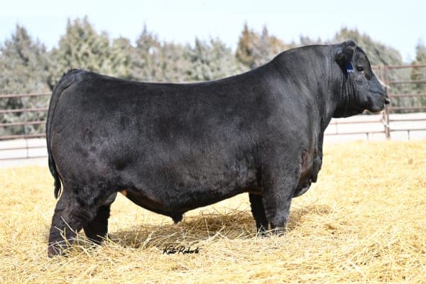Ellingson Program, a Bar X herd sire