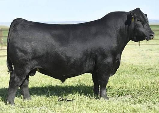 Raven Republic I564, a Bar X herd sire