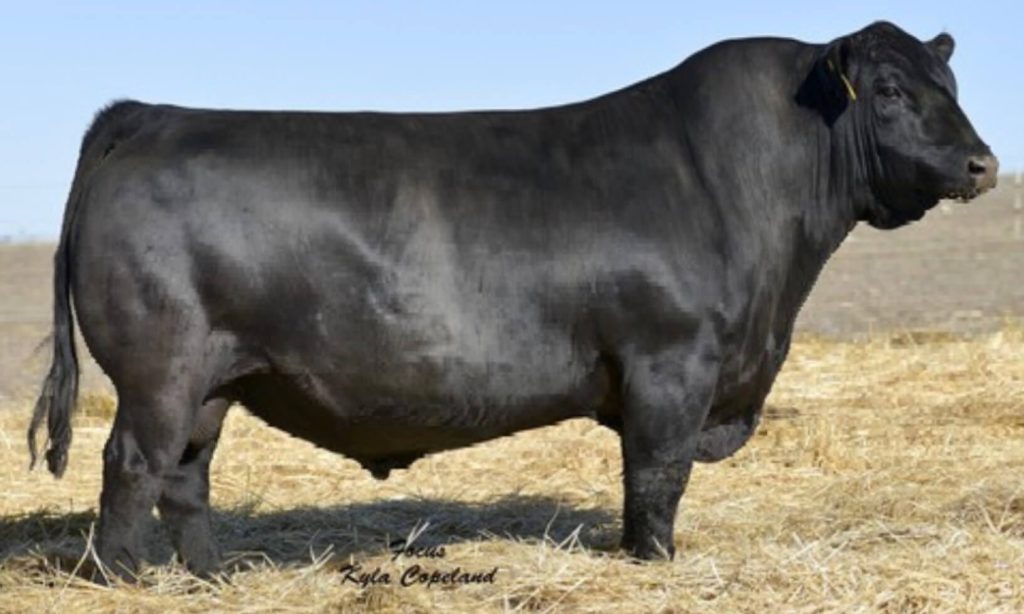 Black Angus bull standing in a hay field.