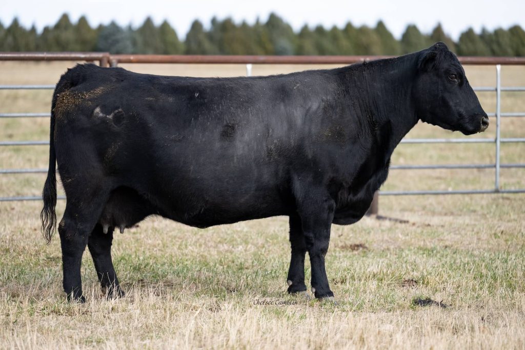 Black Angus bull standing in a fenced pasture