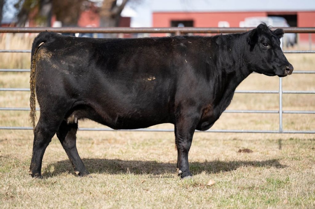 Black cow standing in farm enclosure