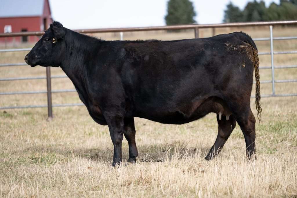 Black cow standing in a field near barn.