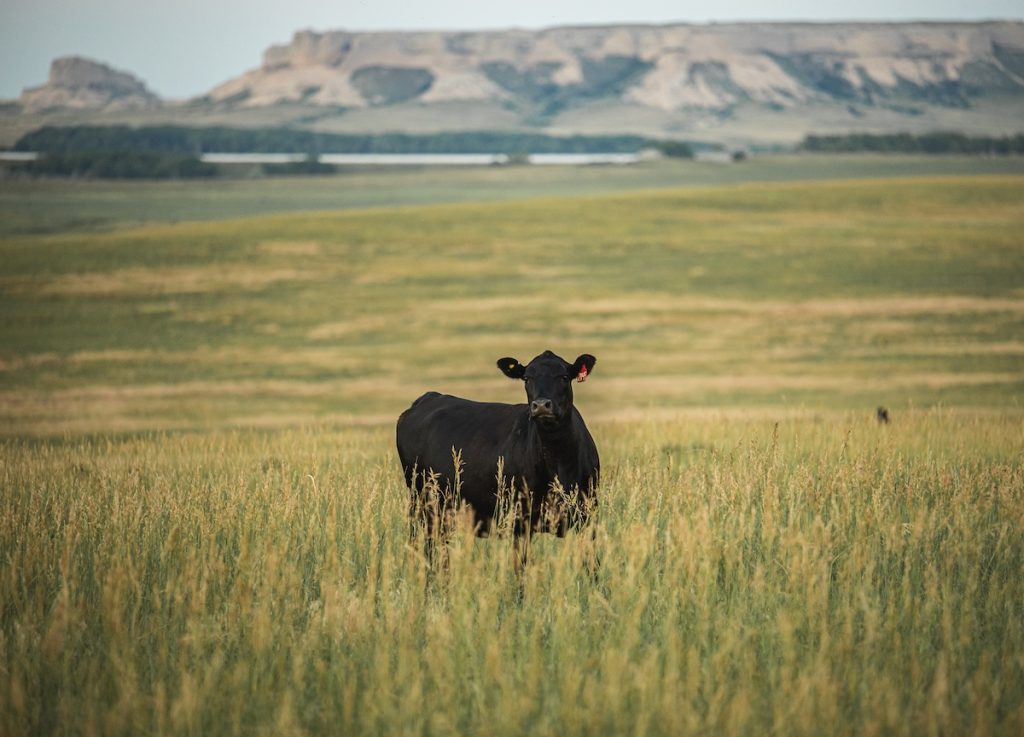 Black cow in grassy field, distant hills behind.