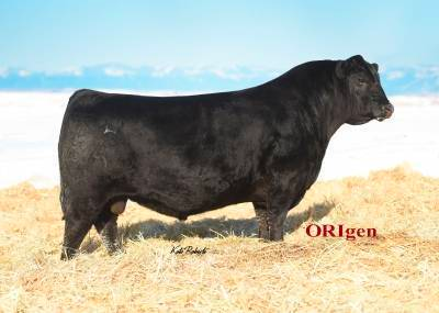 Black angus bull standing on hay field