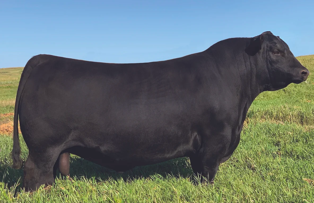 Black Angus bull standing in grassy field