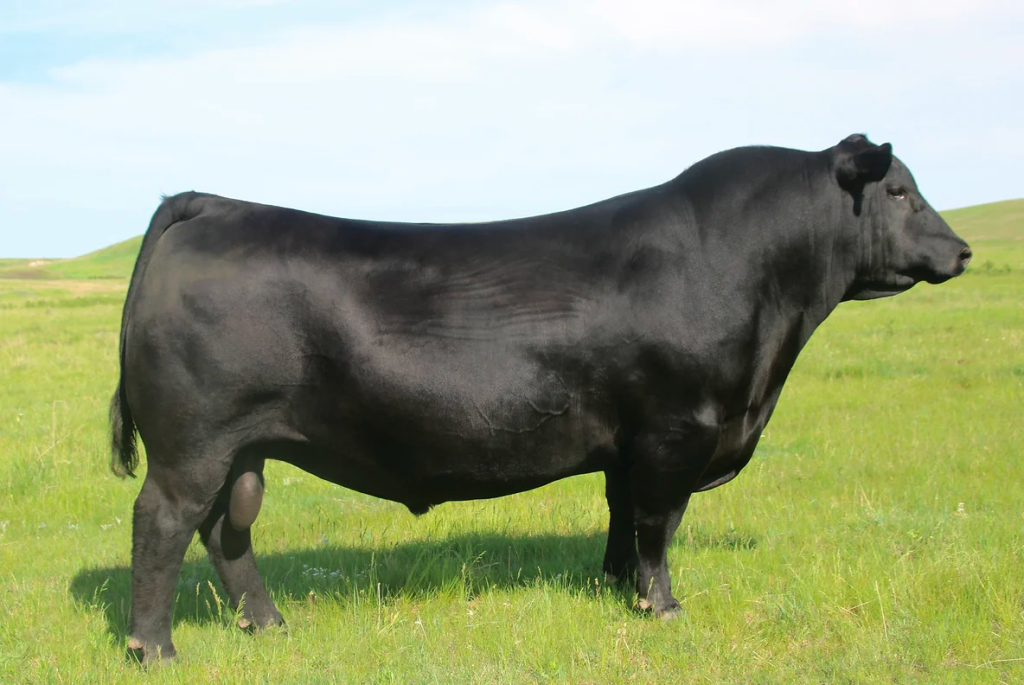 Black cow standing in green pasture