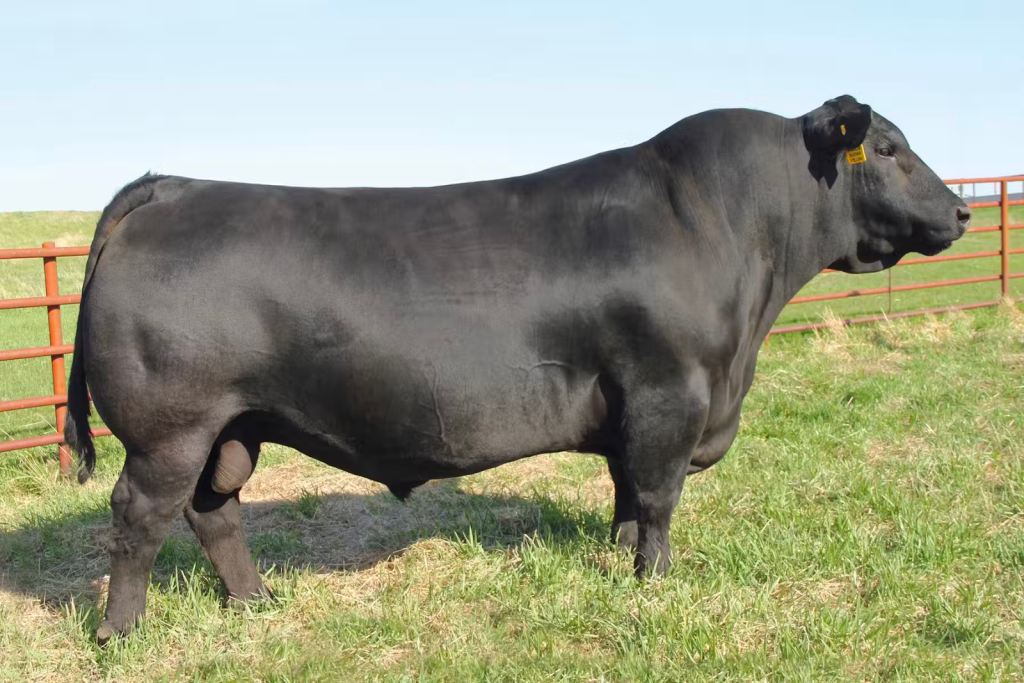 Black Angus bull standing in green pasture.