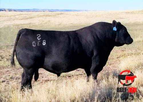 Black Angus bull standing in a field.