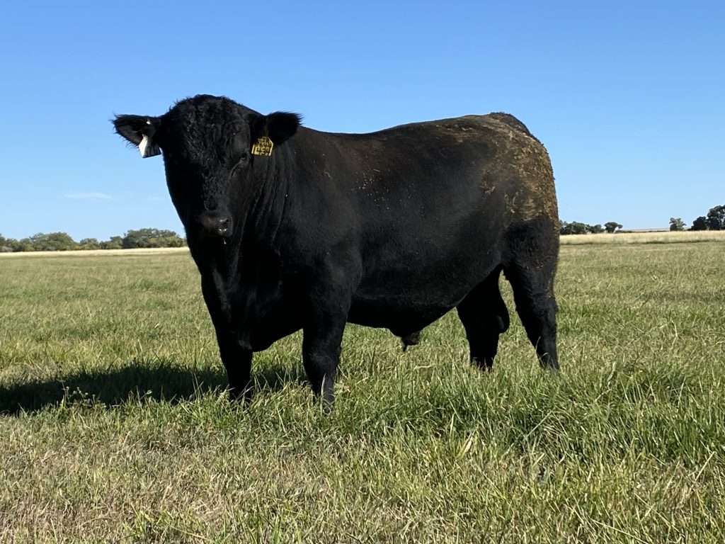 Black bull standing in a grassy field.