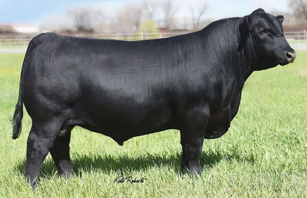 Black angus bull standing on grass field.