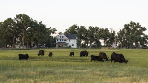Cows grazing in field near farmhouse at sunset.