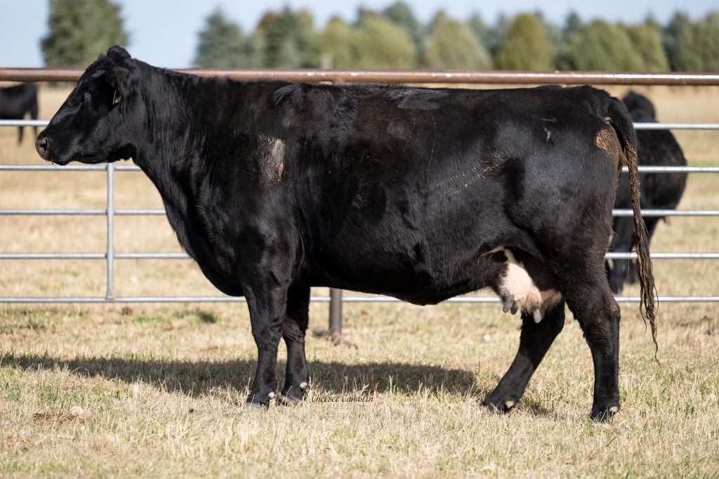 Black cow in a field near fence