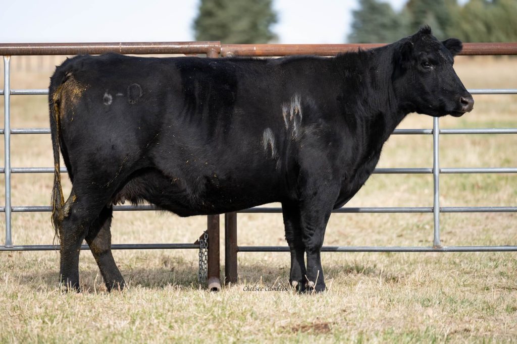 Black cow standing in a fenced pasture.