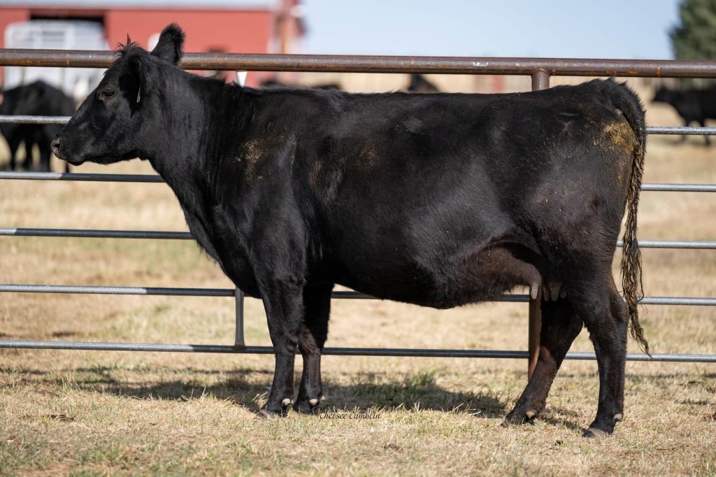 Black cow standing beside fence in pasture