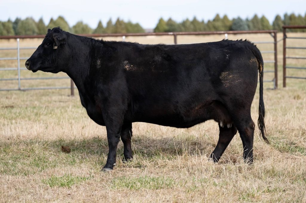 Black cow standing in a fenced pasture
