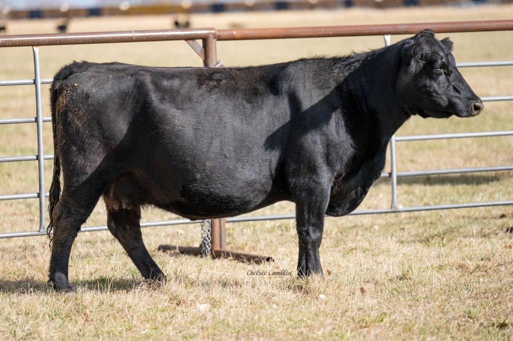 Black cow standing beside metal fence in field