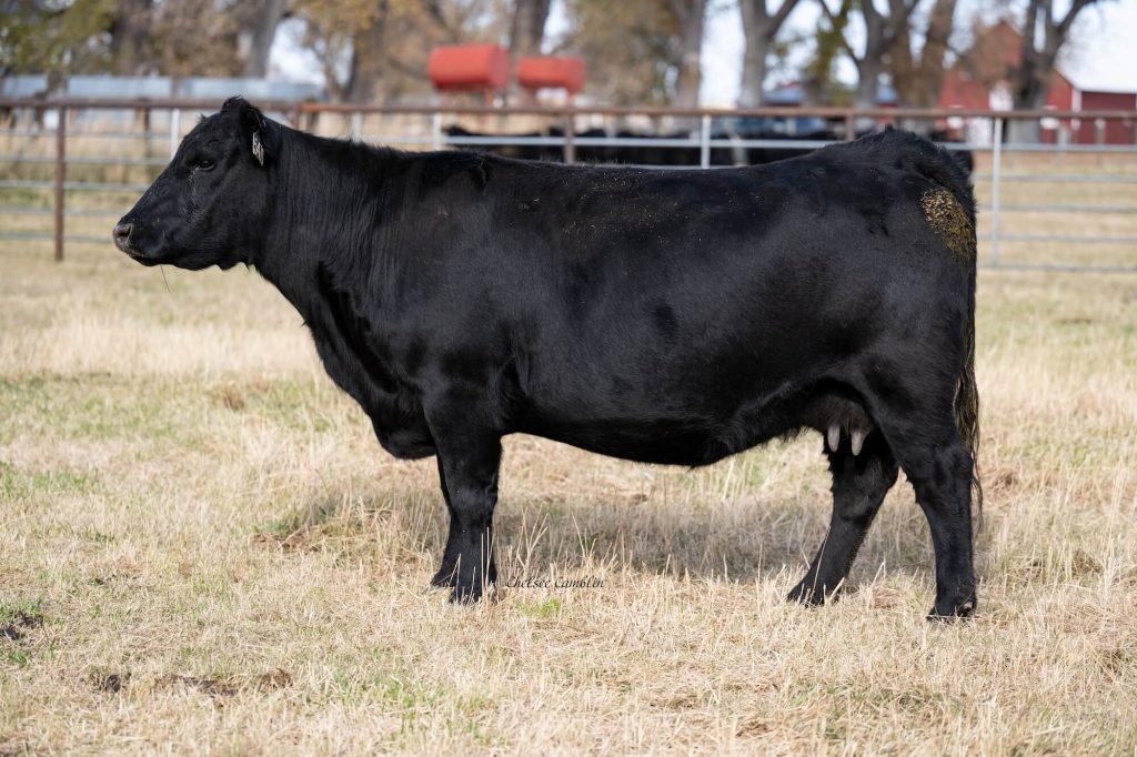 Black Angus cow standing in a field