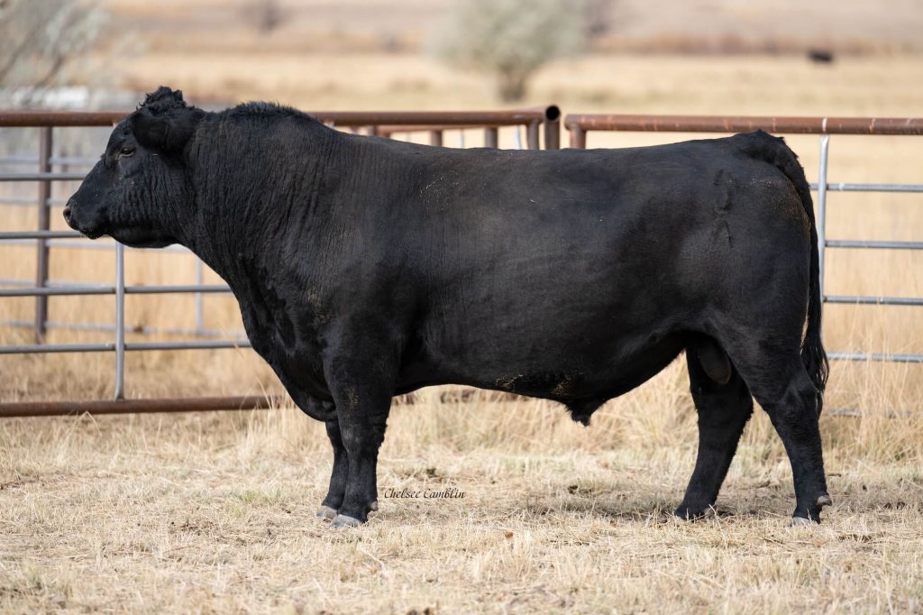 Large black bull standing in fenced grassy field