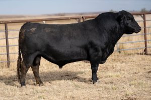 Bar X Ranch Registered Black Angus Bulls