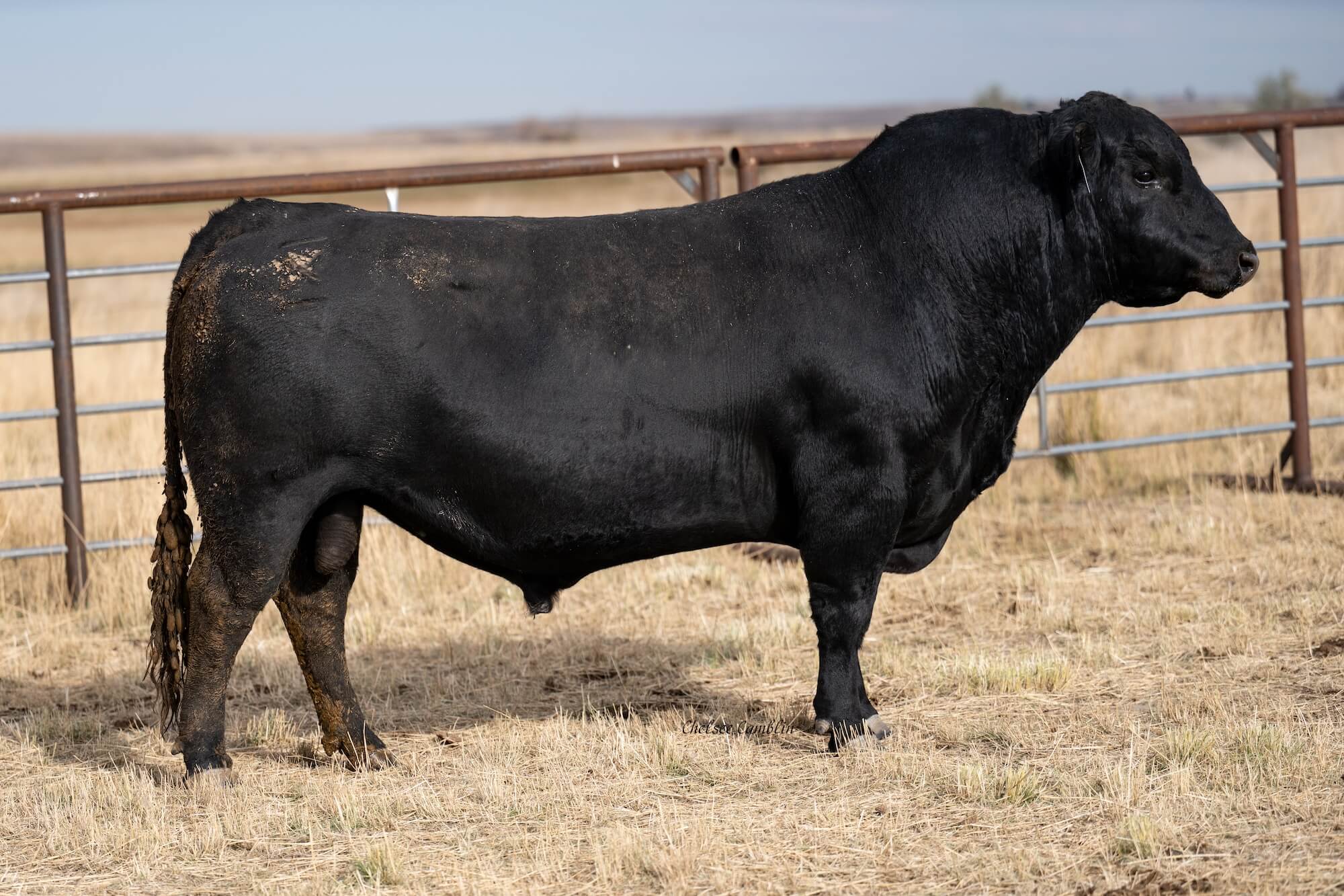 Bar X Ranch Registered Black Angus Bulls