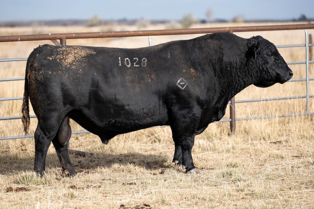 Black bull standing in a grassy field