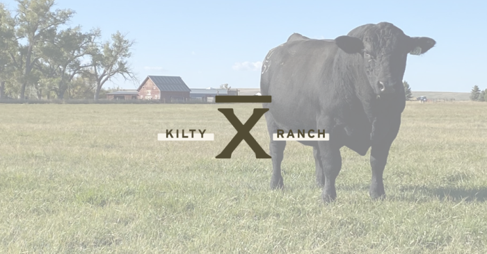 Performance-Tested Angus Bulls for Sale - Proven Genetics