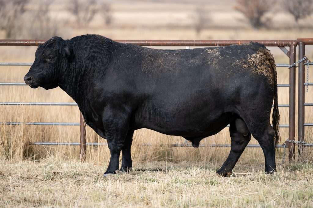 SAV Benchmark 1378 Angus herd sire bull at Bar X Ranch
