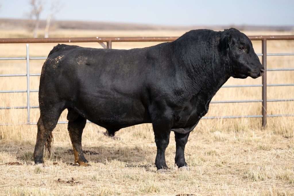Black Angus bull standing in pasture